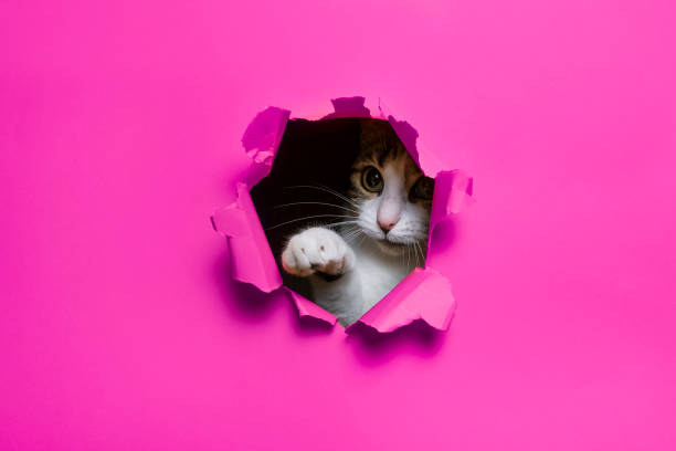 istock cute cat breaking through hole paper background 2162518298
