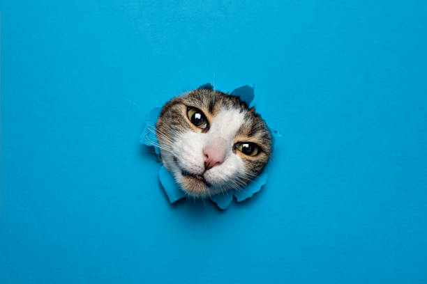 istock cute cat breaking through hole paper background 2162518311