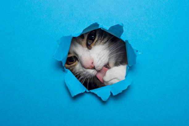 istock cute cat breaking through hole paper background 2162518314