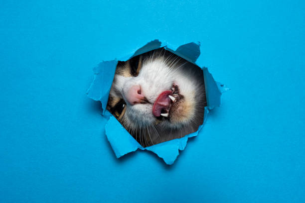 istock cute cat breaking through hole paper background 2162518316
