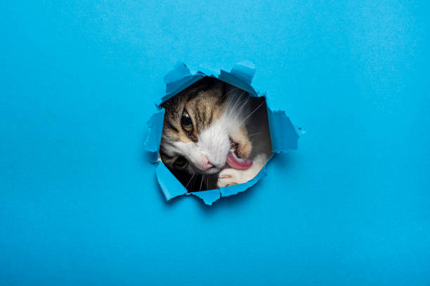 istock cute cat breaking through hole paper background 2162518317