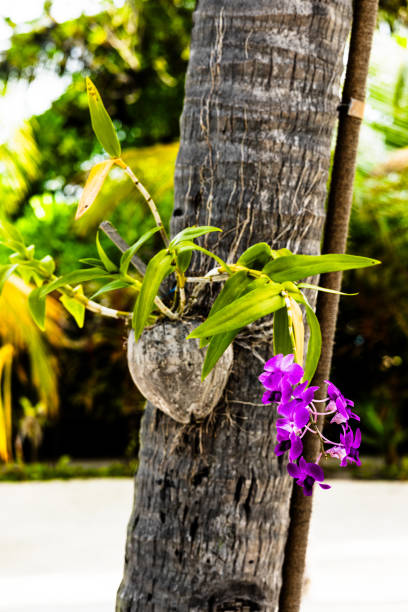istock Orchid growing on a coconut on a palm tree 2162521250