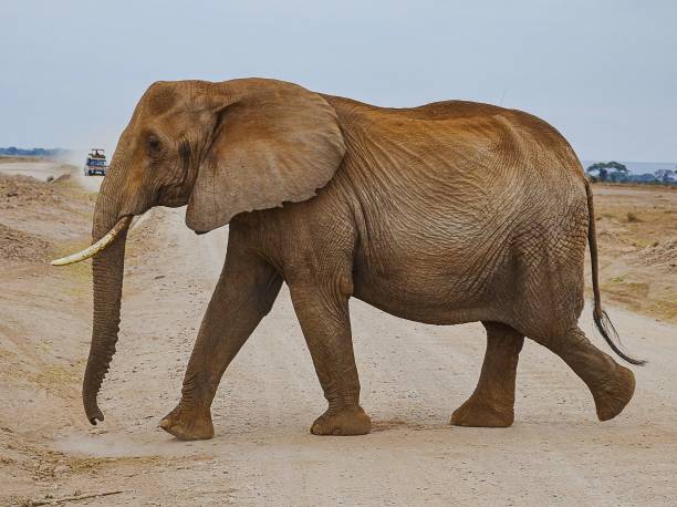 istock Amboseli National Park 2162521454