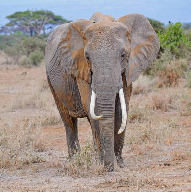 istock Amboseli National Park 2162521457