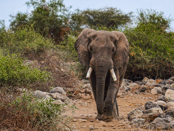 istock Amboseli National Park 2162521458
