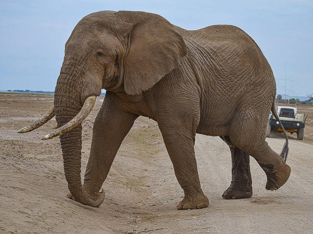 istock Amboseli National Park 2162521463