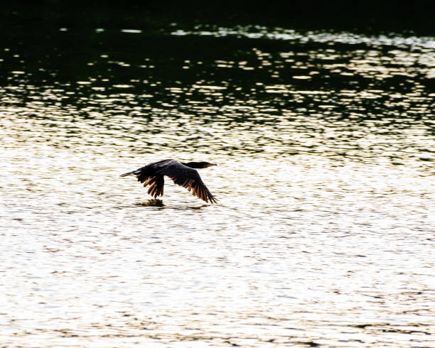 istock A cormorant flying over water 2162522512