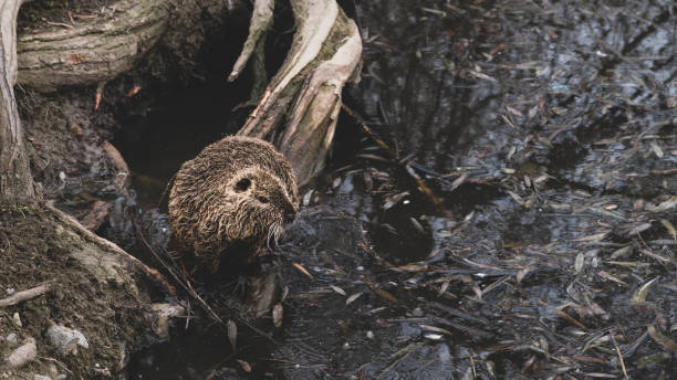 istock A nutria that sits on the root of a tree 2162522588