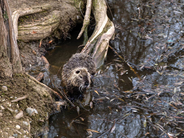 istock A nutria that sits on the root of a tree 2162522589