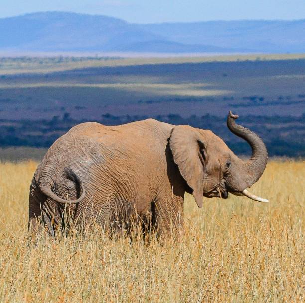 Lifting its trunk in the savannah