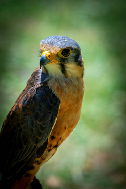 raptor perched looking alert showing keen eye and head