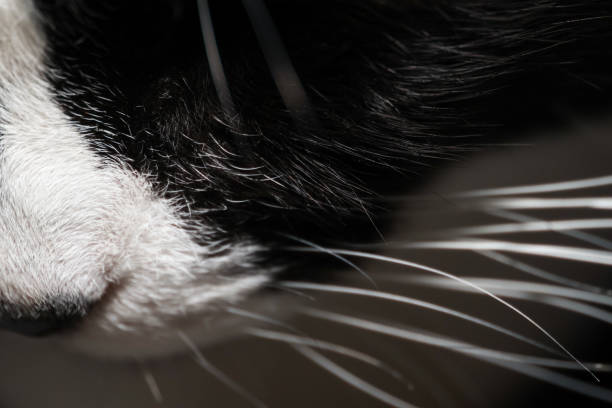 istock Tuxedo Cat Close Up 2162525095