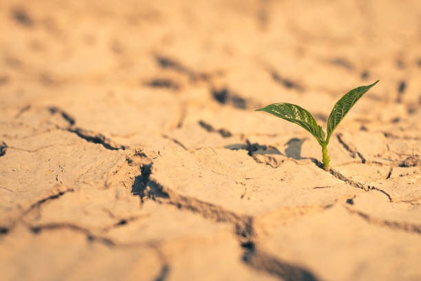 istock Growth of trees in drought crisis, Living with tree drought. 2162525278