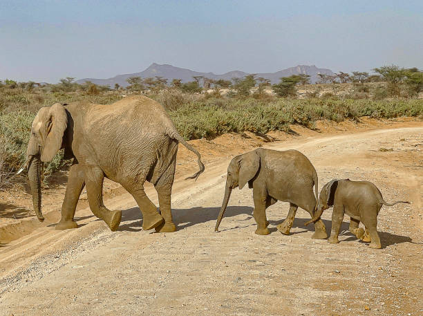 istock Samburu National Park 2162526250