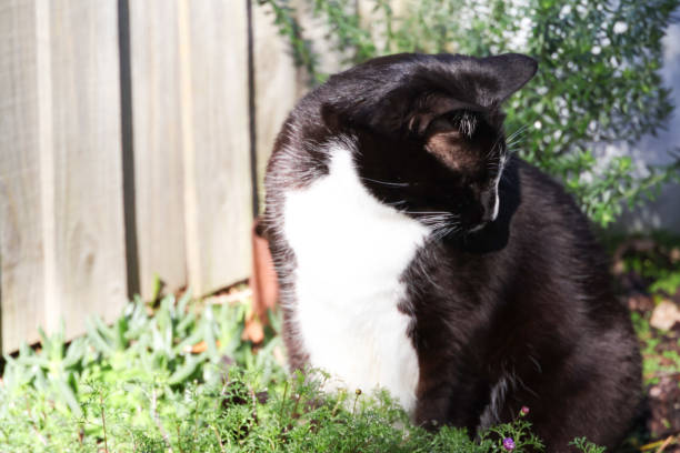 istock Tuxedo Cat in Garden 2162527477