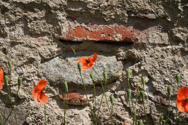 Red Poppy Flowers on Stone Wall Background