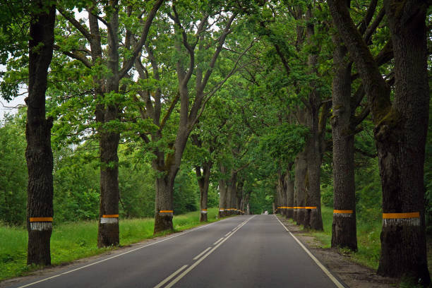 Road in the forest with oak trees. Empty road through the green trees.