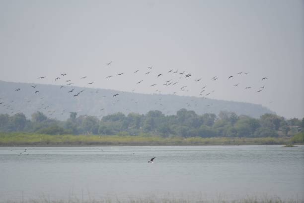 istock A serene landscape of a lake with birds flying and a distant mountain range under a clear sky 2162528107
