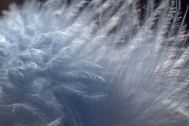 istock Abstract background texture - closeup of soft light blue silk feathers 2162528278