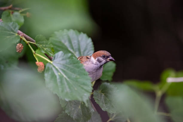 A sparrow is hiding among the leaves in the forest. A bird's beak has fruit juice on it.