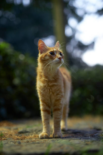 istock lazy orange color stray tabby  cat 2162528667