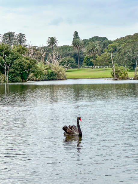 istock Black swan on Sydney lake 2162528775