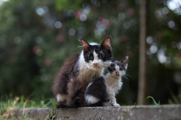 Stray Cats of the City of Algiers, Algeria