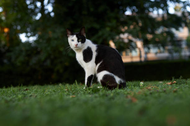 cute cat looking at camera