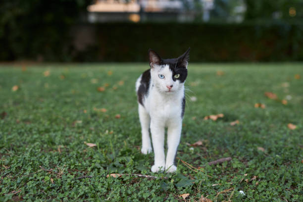 cute cat looking at camera