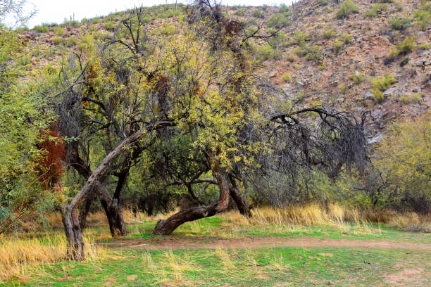 istock Salt River Recreation Area Arizona 2162528976