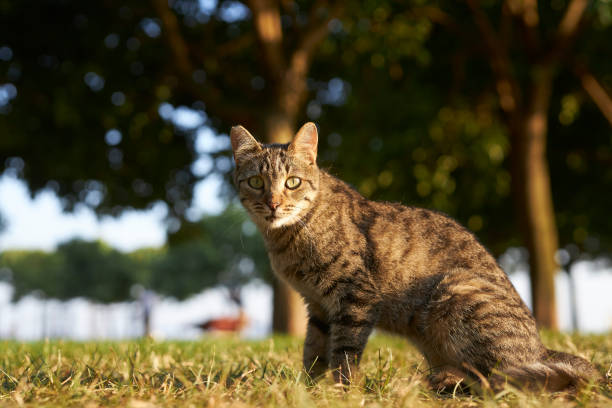 istock lazy orange color stray tabby  cat 2162528993