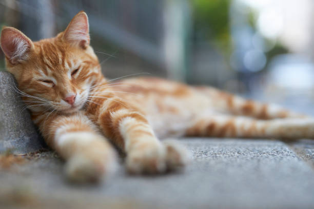 orange stray cat lazy
