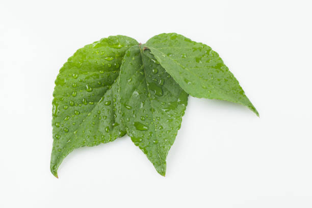 istock leaves, usually leaves of higher plants 2162533190
