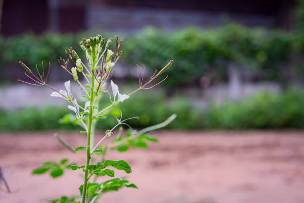 Cleome gynandra, commonly known as Wild Spider Flower or Spider Weed, is a flowering plant with distinctive spider-like petals. Its vibrant colors and unique structure make it a captivating addition to any garden.