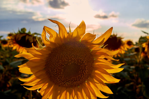 Closeup beautiful sunflower field at sunset