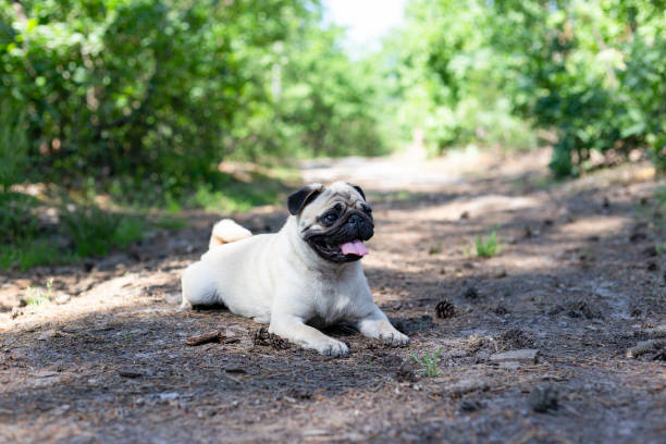 istock Dog breed pug on a walk in the woods. 2162534180