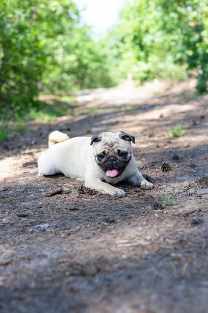 istock Dog breed pug on a walk in the woods. 2162534181