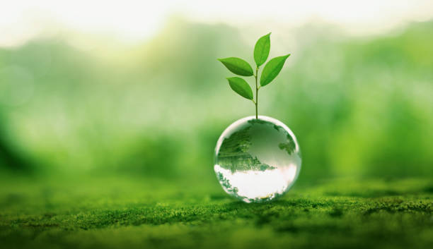 small plant is growing in a clear glass ball
