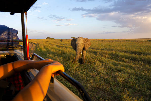 istock Elephant visitor during safari tour from car 2162535130