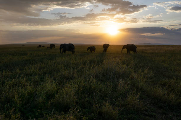 istock Elephants silouette in Serengeti sunset 2162535131