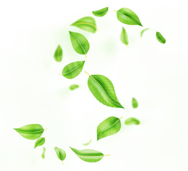 istock 3d abstract green leaves swirl wave line, spiral wind effect isolated on white background. Flow fresh mint or tea foliage, herbal leaf falling and flying in air, render design element 2162535194