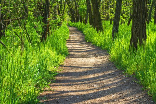 istock Spring landscape - view of a narrow forest path through tall fresh grass 2162538180