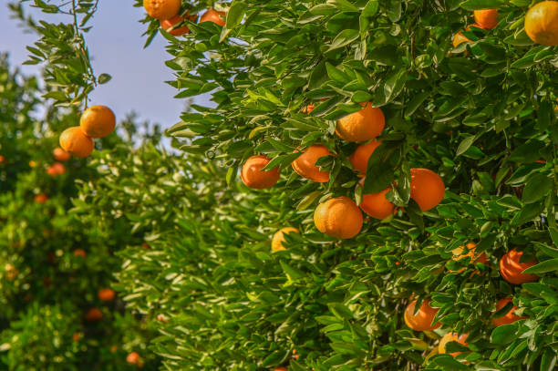 istock juicy tangerines on a tree branch in the Mediterranean 12 2162538634