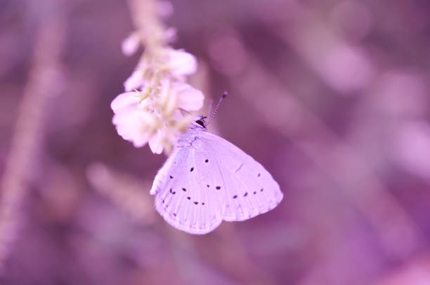 A beautiful little butterfly on a purple background.
