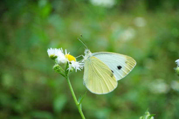 istock Cabbage butterfly on a flower. Insects in nature. 2162539515