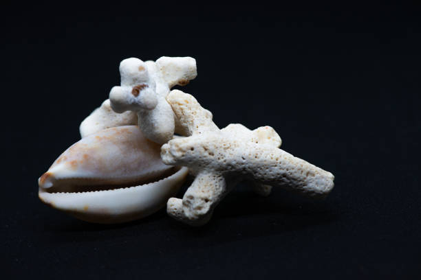Shell series: sea shells in various colors