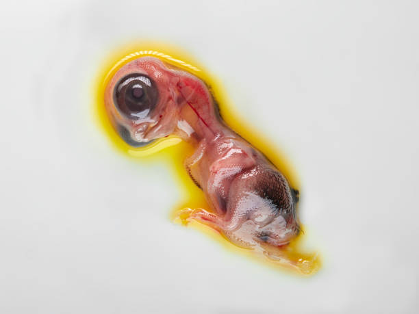 istock Studio shot of chicken embryo 2162541160