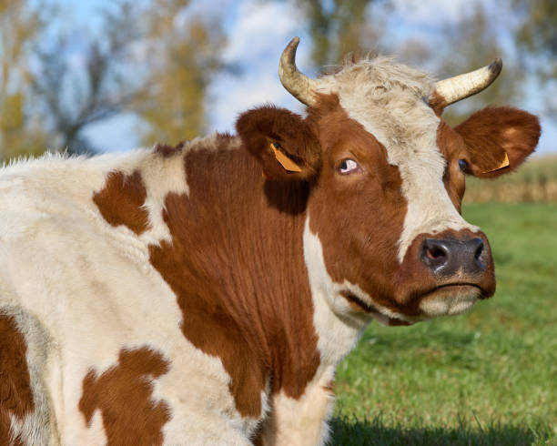 istock Close up head shot of a cow 2162541171