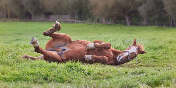 istock Brown horse with legs up 2162541175
