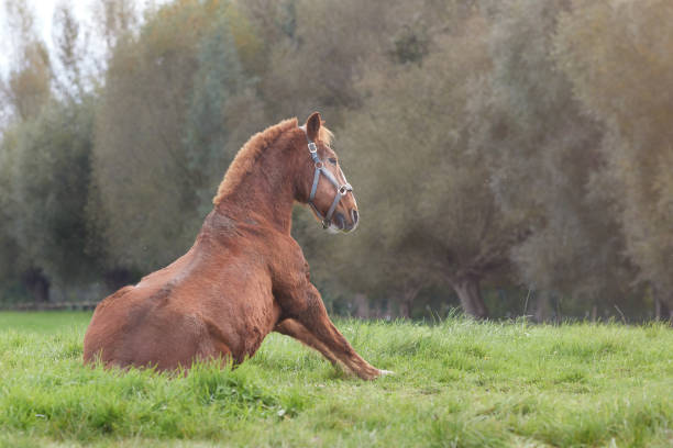 Horse sitting on his back on meadow